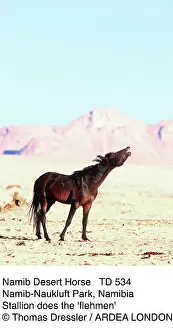 Flehmen: Namib Desert HORSE - Stallion, flehmen