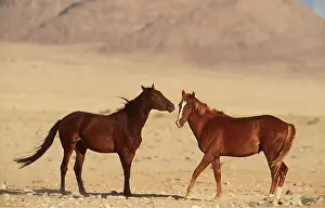 Survival: NAMIB DESERT HORSE x two stallions in a fighting mood