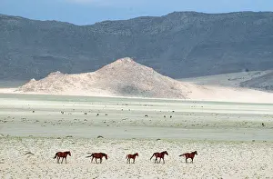 Survival: NAMIB DESERT HORSE -x five walking across landscape