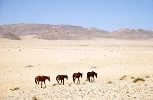 Survival: NAMIB DESERT HORSE -x four walking in line across landscape