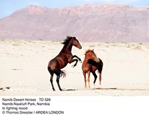 Kicking: Namib Desert HORSES - two stallions, in fighting mood