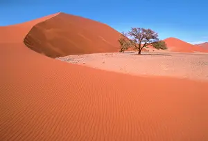 Find: Namib Desert - Namibia - Acacia trees survive in
