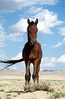 Survival: NAMIB HORSE - mare, facing