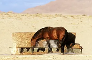 Splashing: NAMIB HORSE - stallion at waterhole