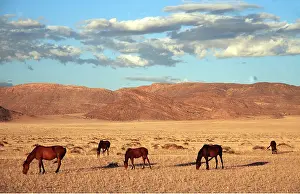 Survival: NAMIB HORSES - Grazing in the evening