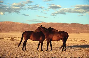 Survival: NAMIB HORSES - mutual grooming in the evening