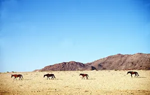 Lines: NAMIB HORSES - x four, crossing desert
