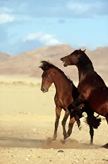 Survival: NAMIB HORSES - x two, fighting stallions