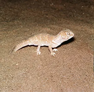 Gecko: NAMIB LARGE GROUND GECKO