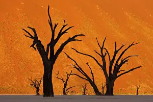 Surreal: Namib-Naukluft National Park, Namibia