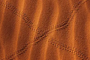 Wolfe: Namib-Naukluft National Park, Namibia