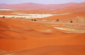 Acacias: Namib-Naukluft Park; sand dunes and dry pans, grown