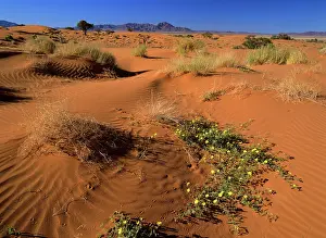 Rand: Namib Rand - dunes and yellow flowers in desert