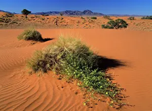 Rand: Namib Rand - dunes and yellow flowers in desert