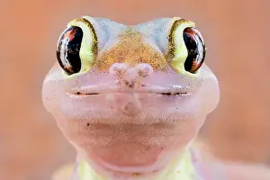 Gecko: Namib sand gecko (Pachydactylus rangei), animal