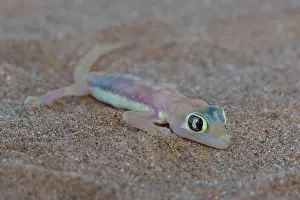 Gecko: Namib sand gecko (Pachydactylus rangei) or palmato