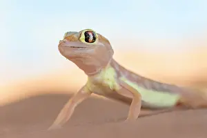 Gecko: Namib sand gecko (Pachydactylus rangei) in Sand