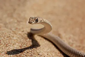 Psammophis: Namib sand snake