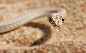 Swakopmund: Namib sand snake