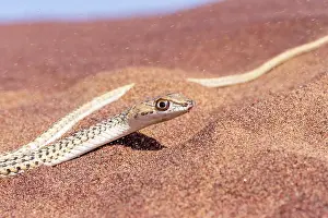 Color Photo: NAMIB SAND SNAKE