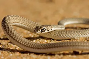 Psammophis: Namib Sand Snake - Coiling up