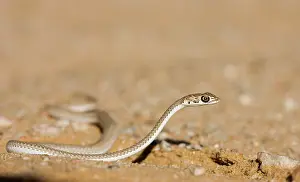 Psammophis: Namib Sand Snake - On the move with head raised