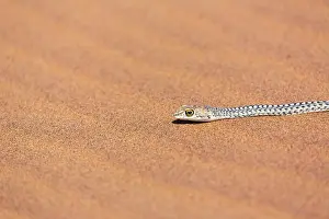 Swakopmund: Namib Sand Snake (Psammophis namibensis), Swakopmund