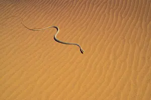 Swakopmund: Namib Sand Snake (Psammophis namibensis), Swakopmund