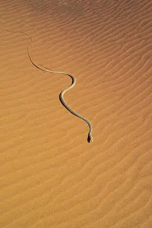 Swakopmund: Namib Sand Snake (Psammophis namibensis), Swakopmund
