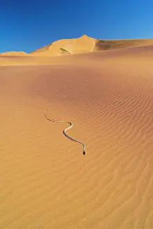 Crawl: Namib Sand Snake (Psammophis namibensis), Swakopmund