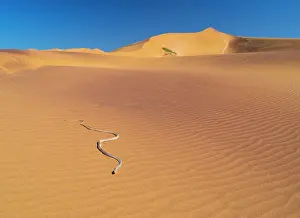 Crawl: Namib Sand Snake (Psammophis namibensis), Swakopmund