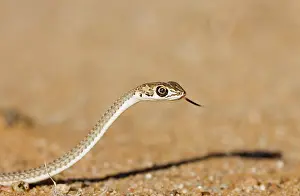 Psammophis: Namib Sand Snake - With tongue extended