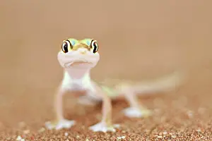 Michele Menegon: Namib Sand / Web Footed Gecko