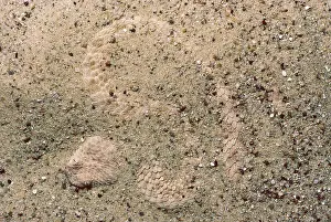 Bitis: Namib Viper
