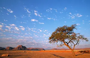 Acacias: NAMIBIA - ACACIA TREE