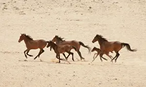 Feral: Namibia, Aus. Group of running wild horses