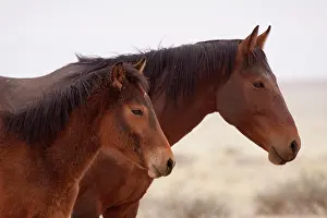 Feral: Namibia, Aus. Profile close-up of two wild