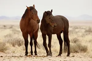 Feral: Namibia, Aus. Two wild horses on the Namib