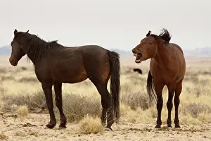 Feral: Namibia, Aus. Two wild horses on the Namib