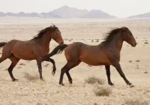 Feral: Namibia, Aus. Wild horses running on the