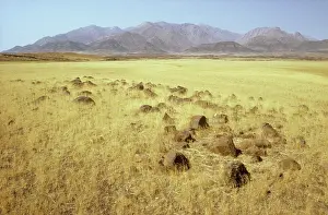 Bushman: Namibia - basaltic rocks and Bushman grass (Stipagrostis sp)