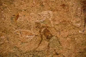 Tissue: Namibia, Brandberg Nature Reserve. Rock