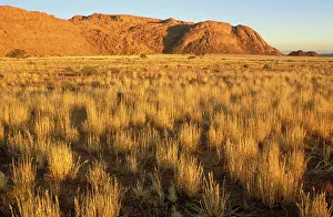 Bushman: Namibia - Bushman grass (Stipagrostis sp.) and