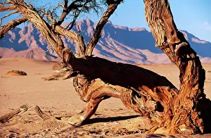 Alyssa Giustozzi: NAMIBIA - CAMELTHORN TREE