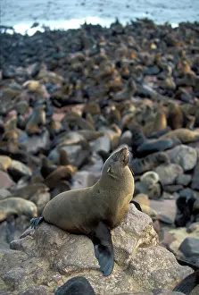 Crowded: Namibia, Cape Cross Seal Reserve, Southern