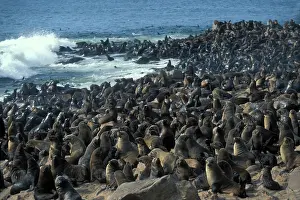 Crowded: Namibia, Cape Cross Seal Reserve, Southern