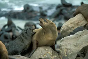 Arguing: Namibia, Cape Cross Seal Reserve, Southern