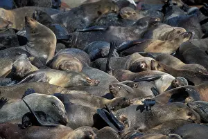 Crowded: Namibia, Cape Cross Seal Reserve, Southern