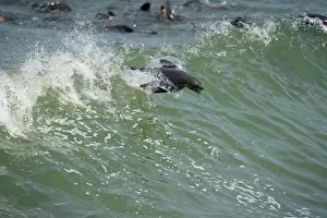 Surfing: Namibia, Cape Cross Seal Reserve. Southern