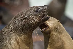 Biting: Namibia, Cape Cross Seal Reserve. Southern